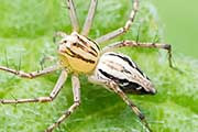 Lynx Spider (Oxyopes elegans) (Oxyopes elegans)